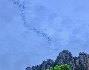 Bats flying out during sun set at Khao No Mountain